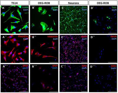 Small molecules fail to induce direct reprogramming of adult rat olfactory ensheathing glia to mature neurons